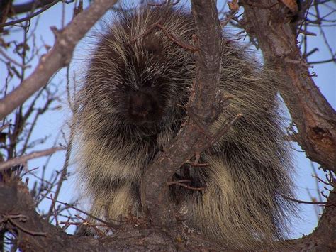 Like Many Animals A Porcupines Diet Changes With The Season In The