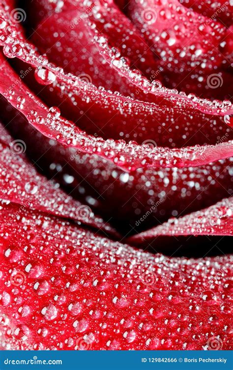 Petals Of A Red Rose In Water Drops Close Up Stock Photo Image Of