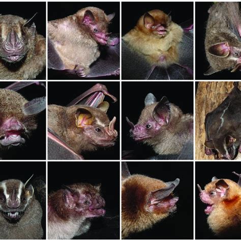 Photos Of The Different Species Of Bats Captured Or Observed In The
