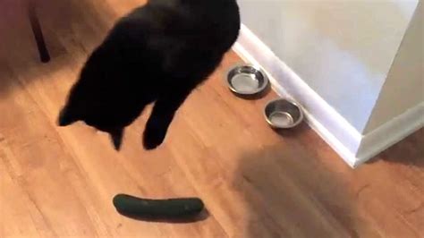 Cat Vs Cucumber 😂 Hd Funny Pets Youtube