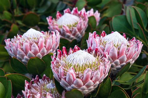 The Indigenous Plants Of The Western Cape