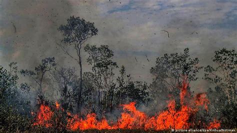Amazon Fires Jair Bolsonaro Issues Burning Ban In Brazil News Dw