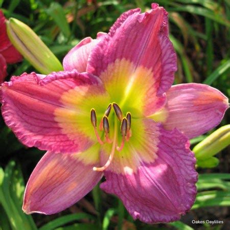 Daylily (hemerocallis 'emperor butterfly') in the daylilies database 'emperor butterfly' was a featured plant of the day for november 12, 2015. Products Archive - Oakes Daylilies
