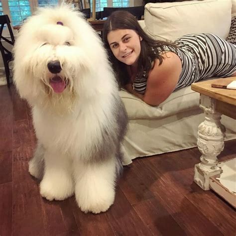 14 Massive Facts About Old English Sheepdogs Petpress