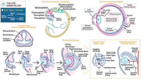 Gross Anatomy Eye Embryology Ditki Medical And Biological Sciences