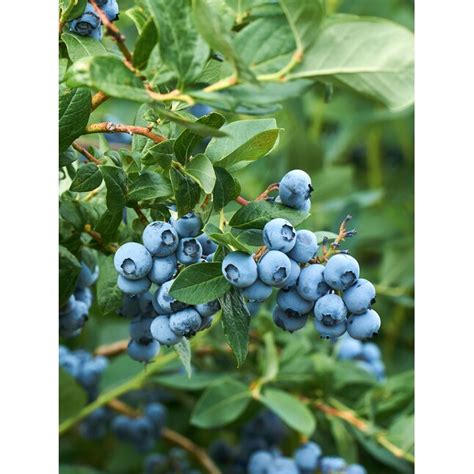 Southern Planters Tifblue Blueberry Bush In 384 Gallon S Pot In The