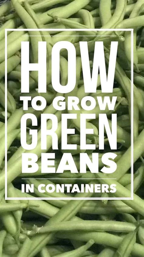 How To Grow Great Green Beans In Containers Gardening Channel