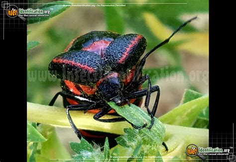 Black And Red Blister Beetle