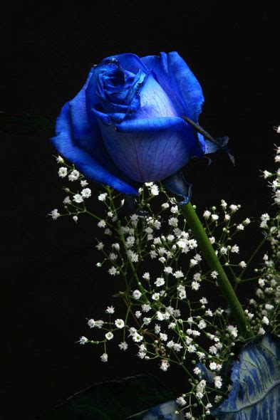 Blue Roses - Flowers Photo (25785534) - Fanpop