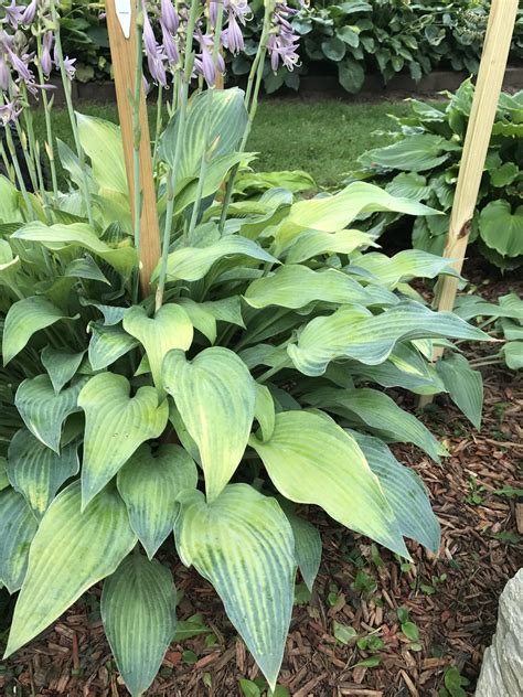 Faded Blue Jeans Hostas On The Bluff