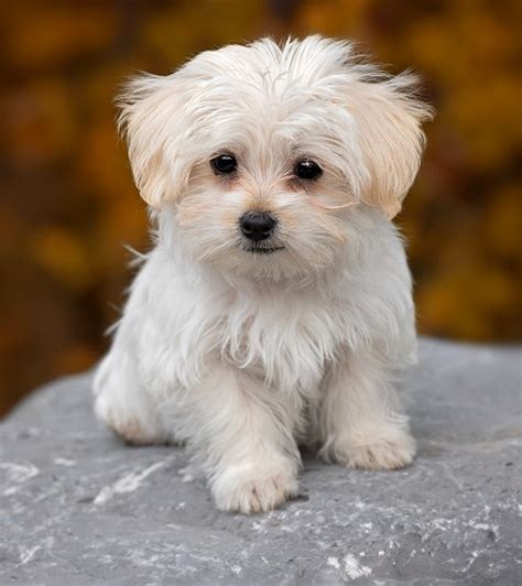 Best Small Dog Breeds For Depression Certain Canine Breeds Are Better