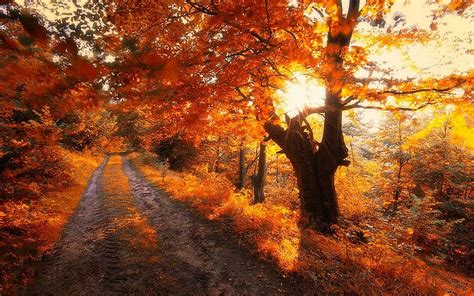 Hd Wallpaper Nature Landscape Road Trees Fall Leaves Sunrise