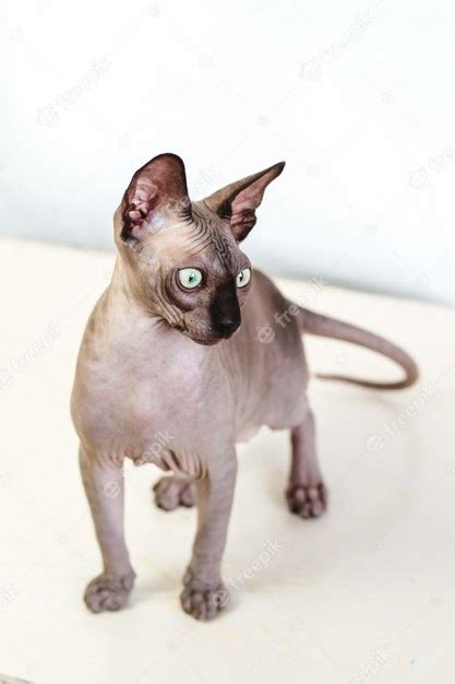 Premium Photo Full Length Canadian Sphynx With Green Eyes Hairless
