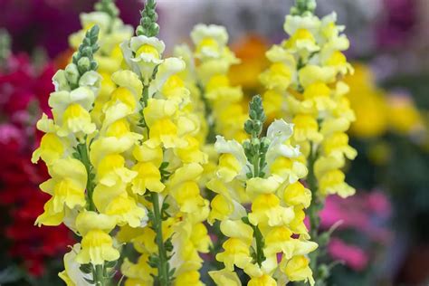 A Guide To Snapdragon Care In Pots The Practical Planter