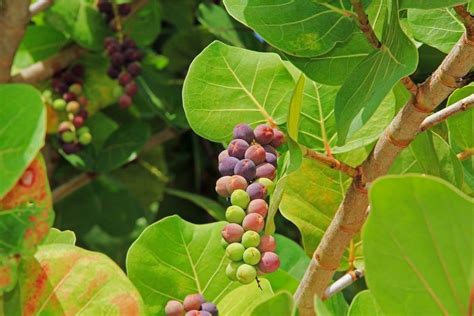 Sea Grape Tree Coccoloba Uvifera How To Grow And Care Florgeous