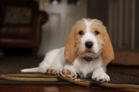How Much Should My 3 Month Old Grand Basset Griffon Vendeen Puppy Weigh