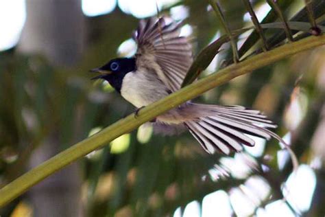 Malagasy Paradise Flycatcher Wikiwand