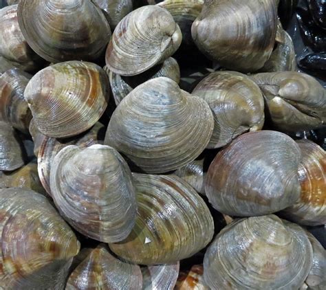 quahog clams chefs resources
