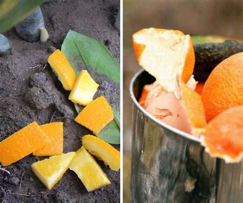 7 Great Ways To Use Citrus Peels In Your Garden