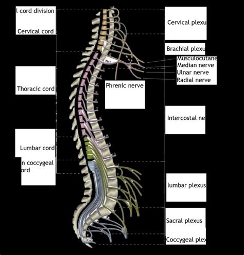 Organization Of The Different Nerve Plexuses 24 Download
