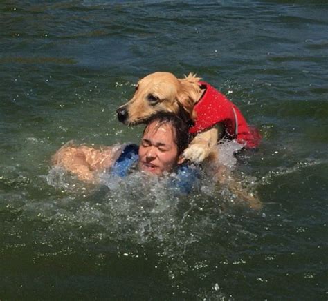 Can A Dog Drown
