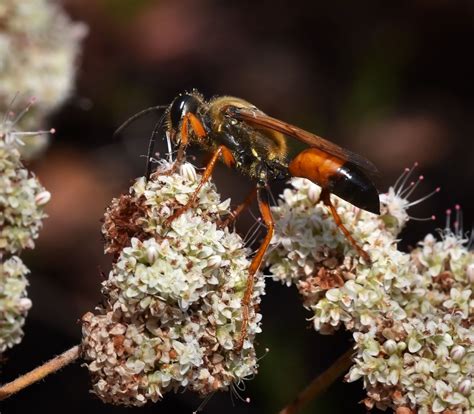 Golden Digger Wasp Photo Inaturalist Photos At