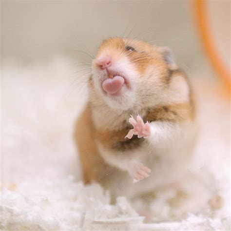 ハムスターtori Cute Hamsters Funny Hamsters Cute Funny Animals