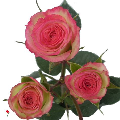 Bicolor Hot Pink Spray Rose Electra Natural Beauty Pinterest