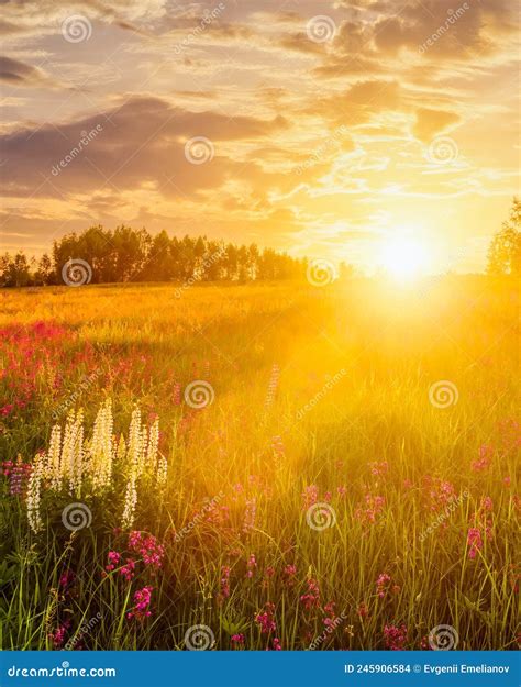 Sunset Or Sunrise On A Hill With Purple Wild Lupines In Summer Stock