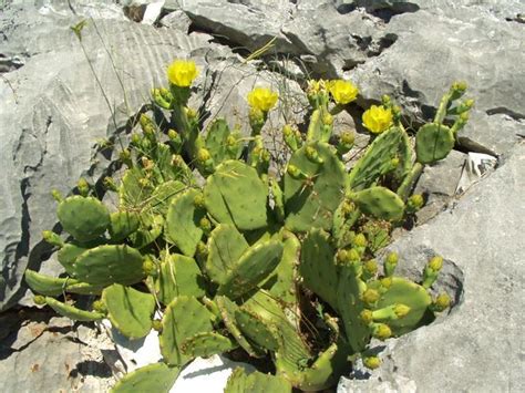 Questo appartamento possiede il suo proprio separato ingresso dalla strada e gli ospiti che occupano questo appartamento non hanno contatto con altri appartamenti o ospiti. Grebastica Croazia appartamento al mare in affitto - Peran A