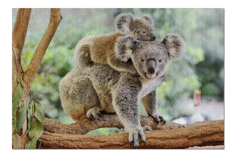Koala Bear And Baby On Back In Tree 9007729 20x30 Premium 1000 Piece