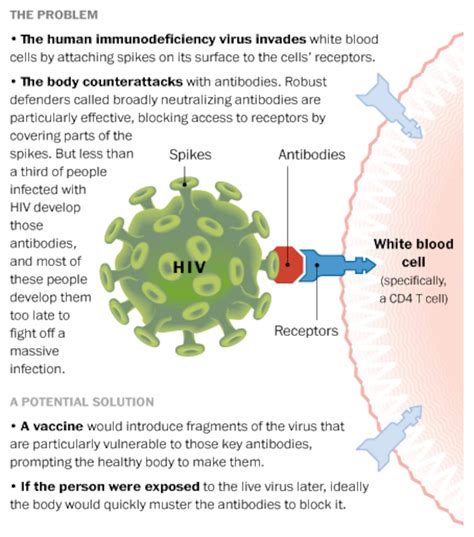 How An Aids Vaccine Might Work The Washington Post