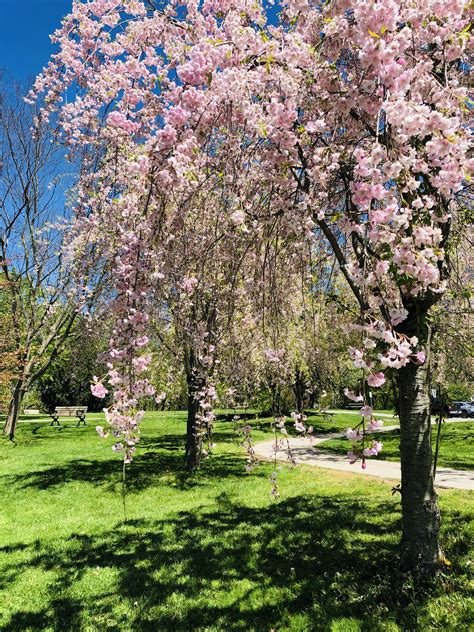 Weeping Cherry Blossom in 2020 | Spring blossom, Blossom, Cherry blossom