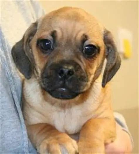 15 Pugs Mixed With Dachshund The Paws