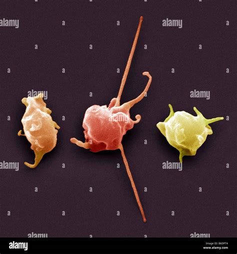 Activated Platelets Coloured Scanning Electron Micrograph Sem Stock
