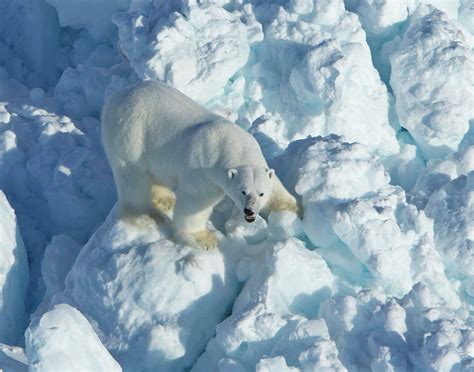 Scientists Say Polar Bear Encounters Likely To Increase With Temperatures