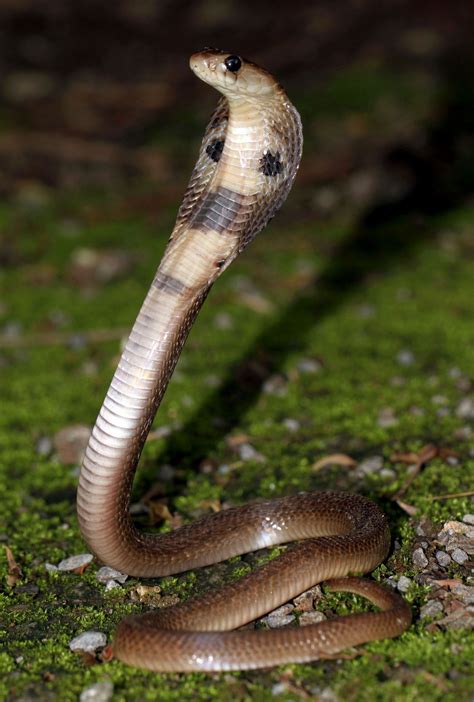 Indian Cobra Naja Naja King Cobra Snake Cobra Snake Reptile Snakes