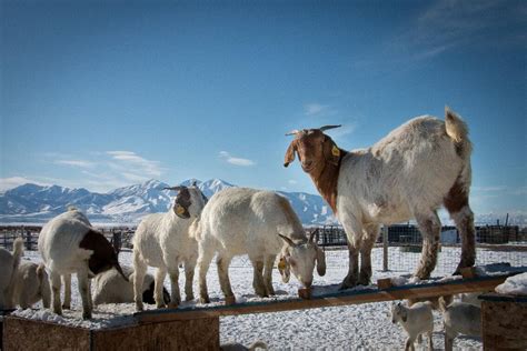 East African Refugee Goat Project Of Utah International Rescue Committee Irc
