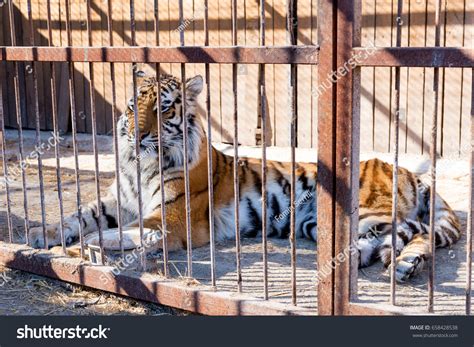 Tiger Captivity Zoo Behind Bars Power Stock Photo 658428538 Shutterstock