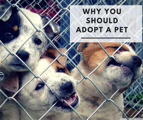 National Adopt A Shelter Pet Day Adopting A Dog Shelter Animals Needs
