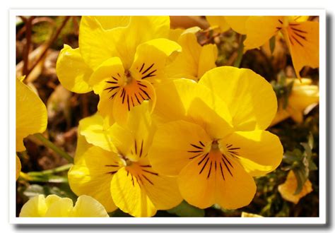 Le giornate che si allungano, la primavera alle porte, i fiori che iniziano a sbocciare. Fiori di primavera