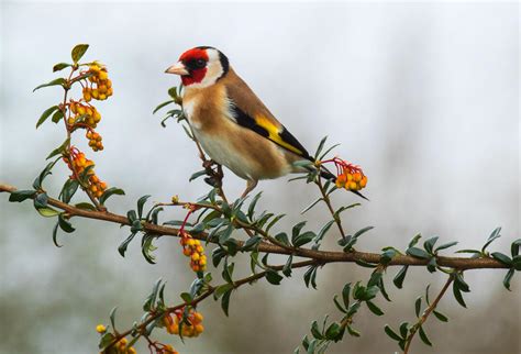 Vivaldis Goldfinch Audubon