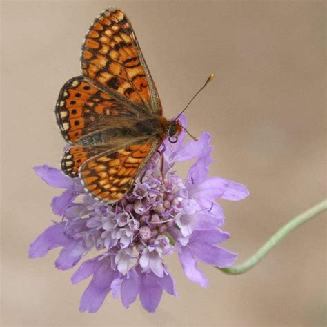 Scabiosa Seeds Pincushion Imperial Mix Sow True Seed