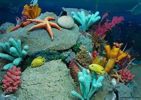 Underwater Underwater Ocean And Underwater Life