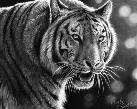 Amazing Animal Drawings From Great Pencils Animal Drawings Tiger