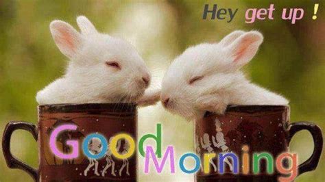 Pin By Sheri Mezera On Easter Bunny Cute Good Morning Images Good