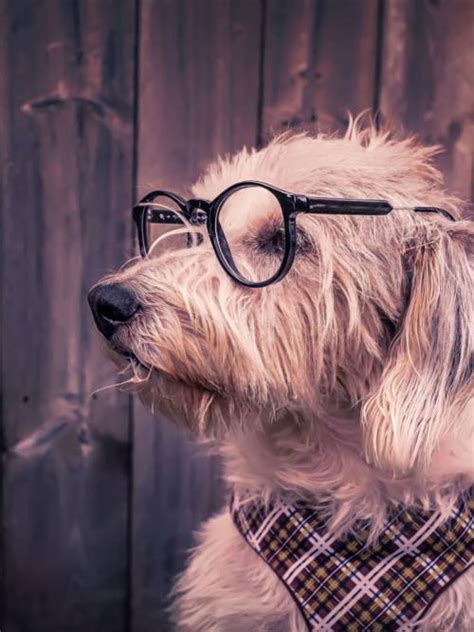 Dog With Glasses Wallpaper 📱 Wallery