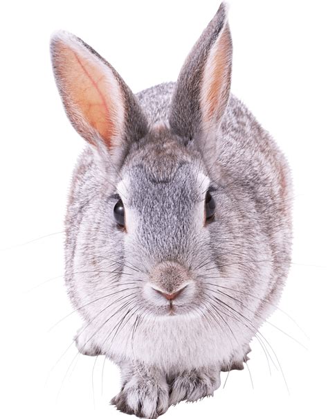 Clipart rabbit grey rabbit, Clipart rabbit grey rabbit Transparent FREE for download on ...