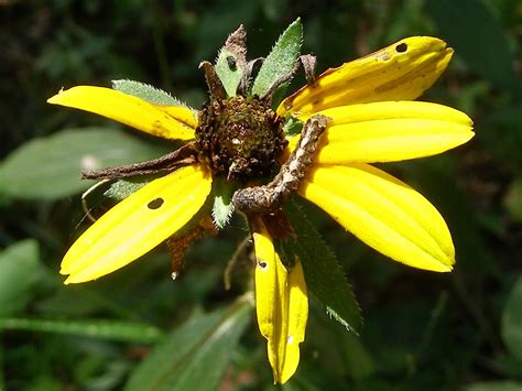 Blue Jay Barrens Summer Bloomers Still Hanging On