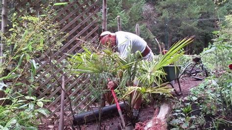 How To Transplant A Windmill Palm Tree Youtube